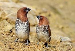 scaly breast finch available for sale adult pairs 2000 pair