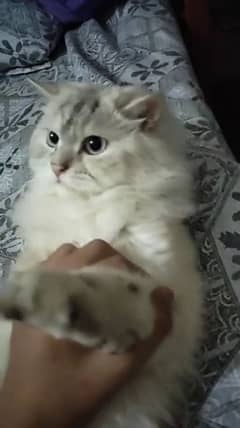 Female Persion Cat
