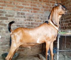 Breeder quality bakra
