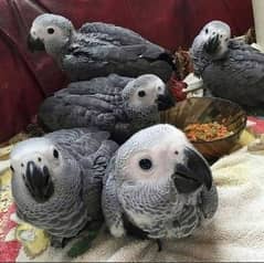 African grey perrot chicks for sale 03301250545