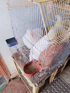 white buff and misri female