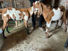 Bakra