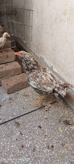 Hen with 6 chicks