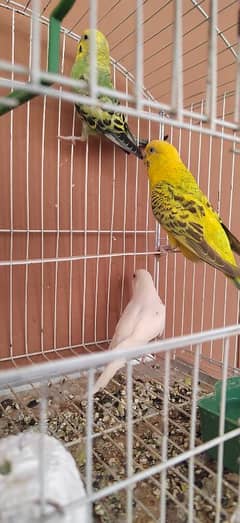 Australian parrot pair and 1 female red eye white  for sale egg laying