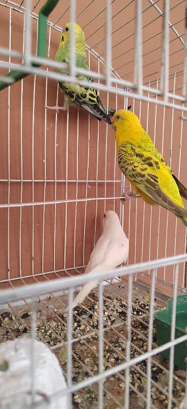 Australian parrot pair and 1 female red eye white  for sale egg laying 0
