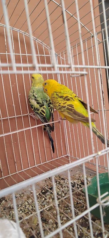 Australian parrot pair and 1 female red eye white  for sale egg laying 1