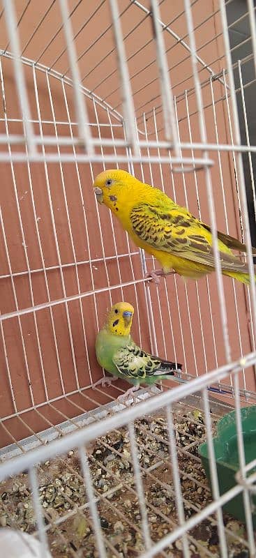 Australian parrot pair and 1 female red eye white  for sale egg laying 2