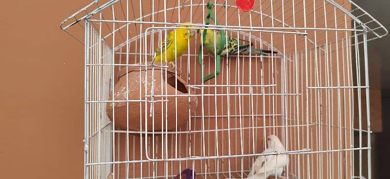 Australian parrot pair and 1 female red eye white  for sale egg laying 3
