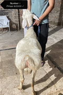 Sheep | Dumba | Goat | Bakra |Qurbani | (بکرا) | For Sale