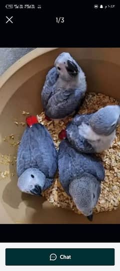 African Grey Parrot checks for sale0331997401