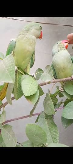 Raw parrot for sale in sargodha
