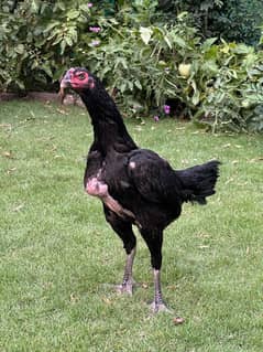 Pakoy
