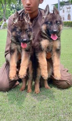 German shepherd puppies Double Coat Whatsapp 03221185228