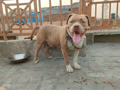 Pitbull male quality full friendli