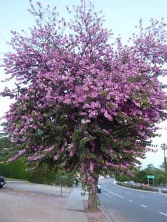 Kuchnar tree, flowering tree, kuchnar seeds,seeds