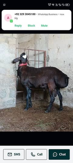 Black Dummbe Qurbani ke liye weight 72kg