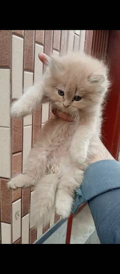 Persian