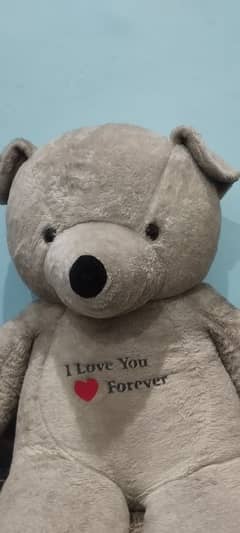 Teddy bear (white color)
