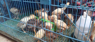 Aseel Chicks High Quality Blood Line