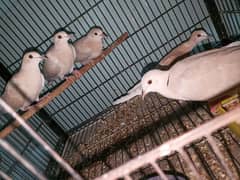 breeder male for sale