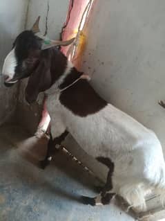 Healthy Brown & White Bakra – 20-22 KG – Ready for Qurbani
