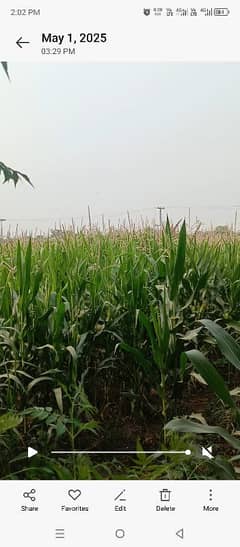 two Acer makai salige ky lia for sale