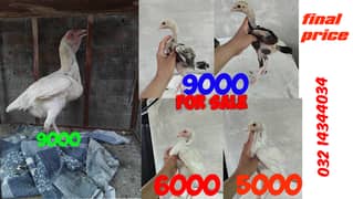 Aseel heera madi / aseel heera chicks / aseel shamo chicks