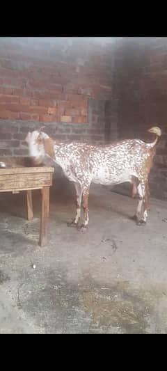 makhi