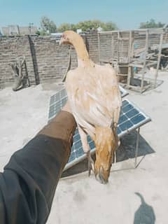 Female for sale