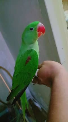 handtame