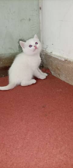 Cute kitten