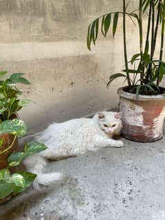 Persian female cat