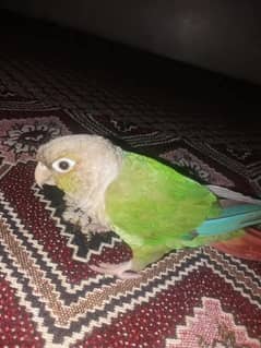 Green cheeked Conure And Pine Apple conure