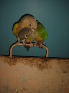 Conure
