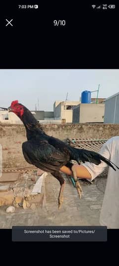 aseel Thai male for sale age 1.5 year