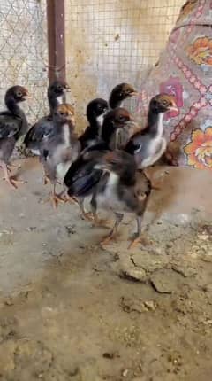 Aseel Chicks For Sale