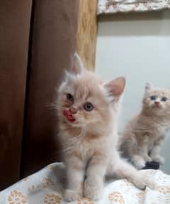 PERSIAN KITTEN PUNCH FACE GREY EYES FOR SALE