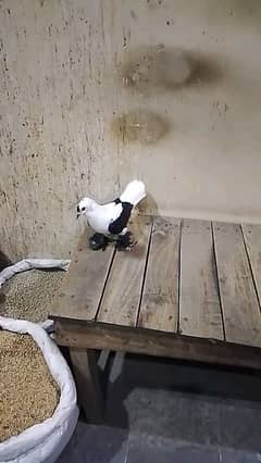 pigeons