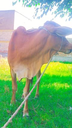 Animal