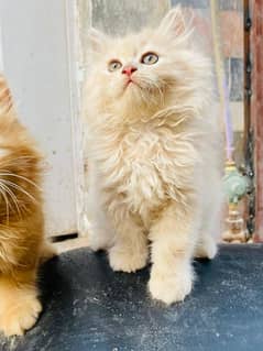 high quality Persian kitten's avb Cod available