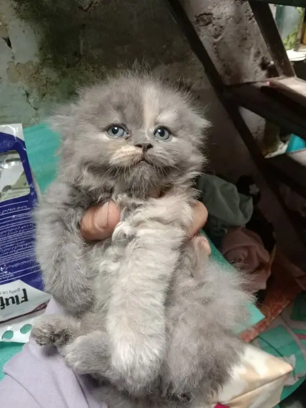 high quality Persian kitten's avb Cod available — photo 3
