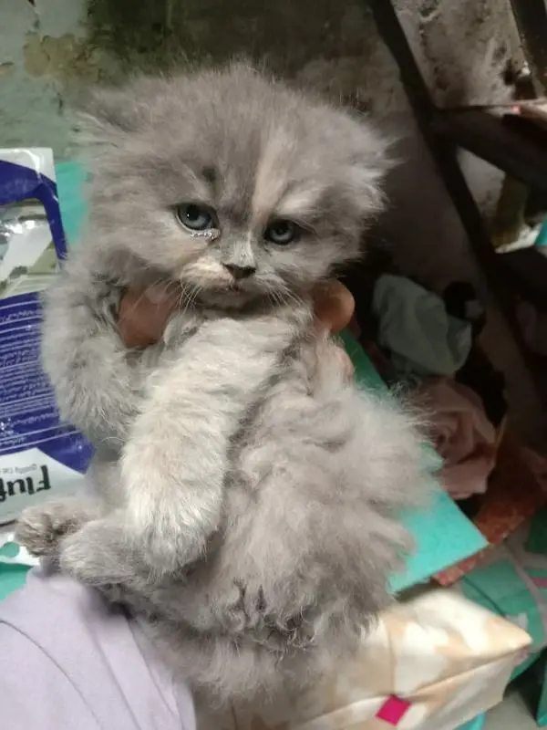 high quality Persian kitten's avb Cod available — photo 4