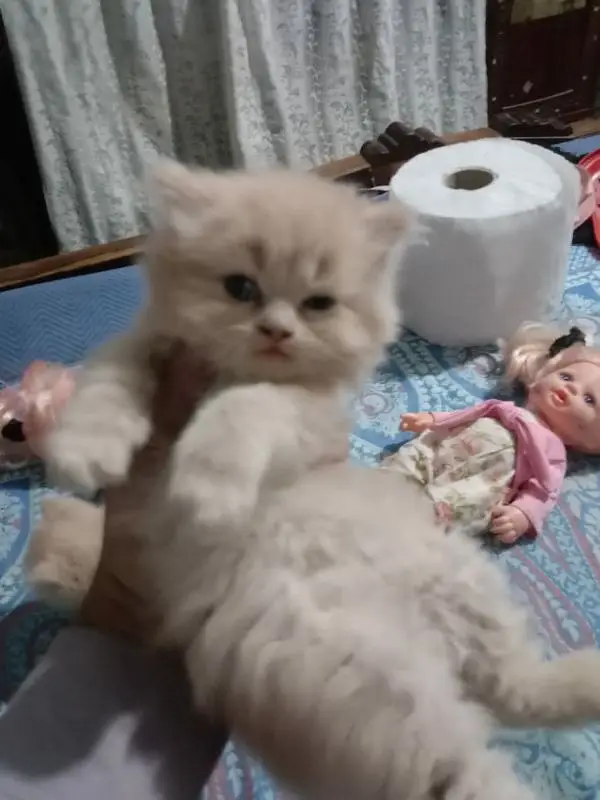 high quality Persian kitten's avb Cod available — photo 5