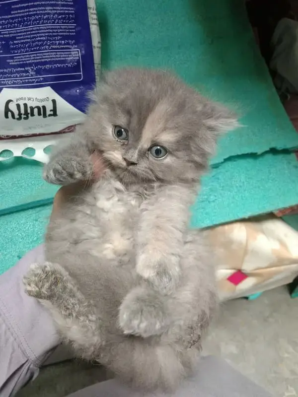 high quality Persian kitten's avb Cod available — photo 6