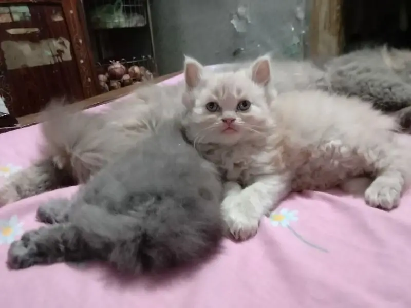 high quality Persian kitten's avb Cod available — photo 7