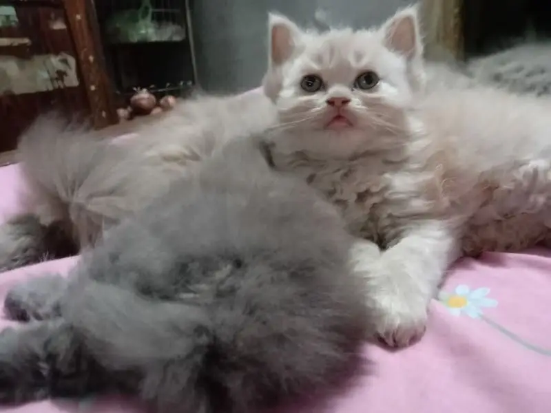 high quality Persian kitten's avb Cod available — photo 8