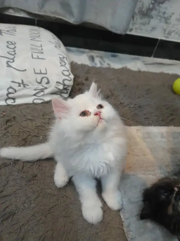 high quality Persian kitten's avb Cod available — photo 9