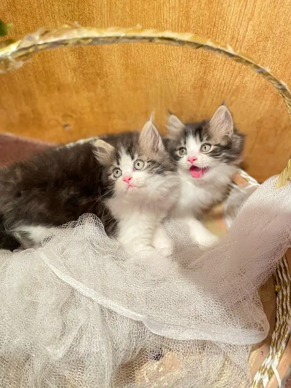 high quality Persian kitten's avb Cod available — photo 11