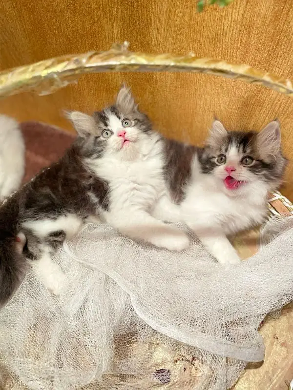 high quality Persian kitten's avb Cod available — photo 12