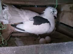 7 Month Fantail Lucky Female Peigon